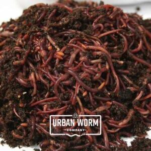 WORMS