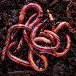 WORMS